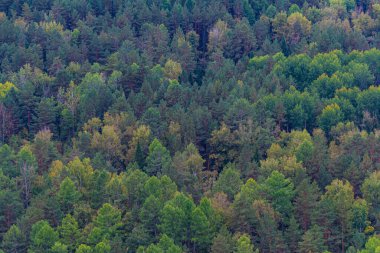 Yamaçta ağaçlardan oluşan yeşil halı, arka planda yoğun kozalaklı orman.