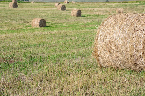 Dry Hay Rolls Cattle Feed Grass Harvesting Cows Harvesting Wheat — Stock Photo, Image