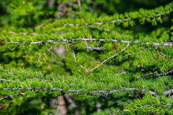 Rośliny Leśne Zielone Liście Młody Wzrost Jako Dywan Trawiasty — Zdjęcie stockowe