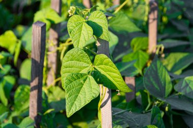 Bahçede çalı fasulyesi yetişir, tahta sopalar ve aksesuarlarla.