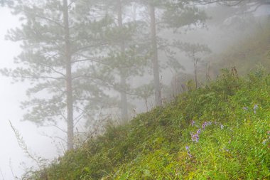 Sabahın erken saatlerinde çam korusunda sis, yaz ormanlarında gizemli sis, ateş dumanı içinde ağaç gövdeleri.