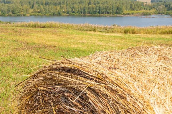 Dry Hay Rolls Cattle Feed Grass Harvesting Cows Harvesting Wheat — ストック写真