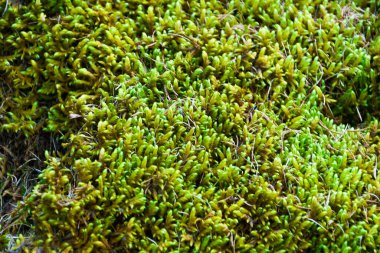 Orman bitkileri, yeşil yapraklar ve çimen halı gibi genç büyüyen