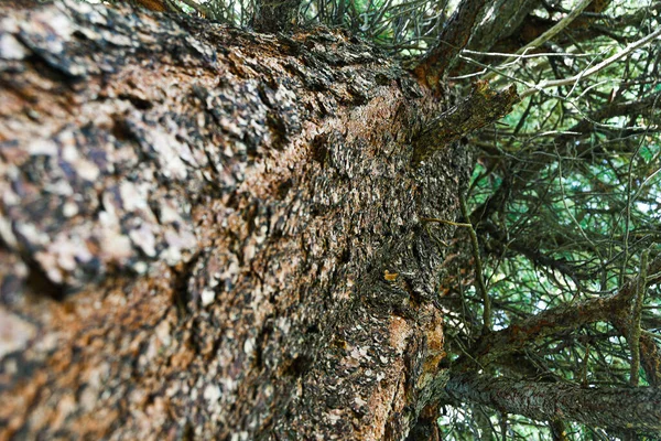 干松树皮为背景 — 图库照片
