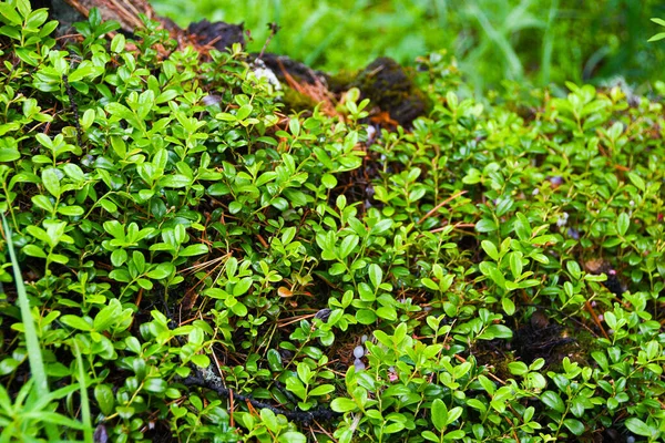 Boscaglie Dense Cespugli Foglie Verdi Piante Erba Come Sfondo — Foto Stock