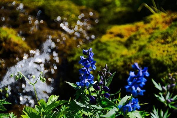 Niebieskie Kwiaty Zielonej Łące Niebieskie Dzwony Rosną Polanie Letni Dzień — Zdjęcie stockowe