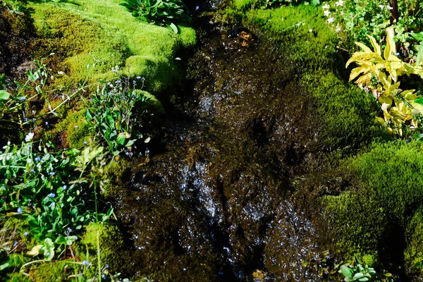 Ladera Cubierta Musgo Vegetación Verde Plantas Primavera Pantano — Foto de Stock