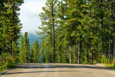 Güneşli yaz gününde toprak orman yolu, doğaya yolculuk.