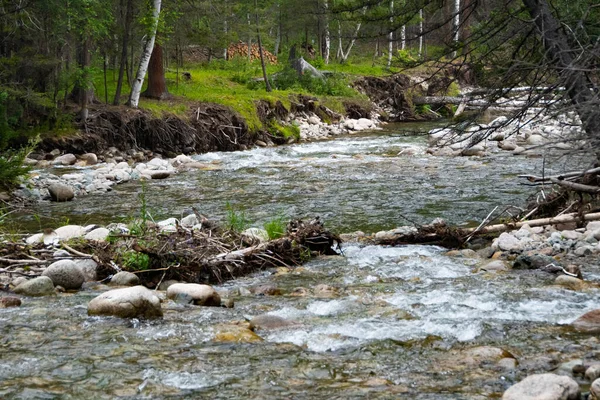 Snabb Bäck Fjälldal Rasande Flod Sommarskog Träd Stranden Bäcken — Stockfoto