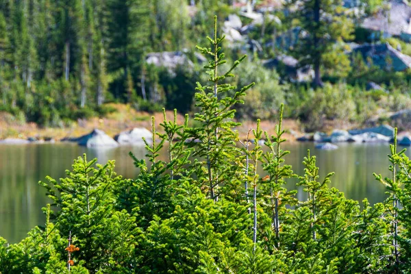 Arbres Conifères Sur Rive Lac Forestier Dans Vallée Montagne — Photo