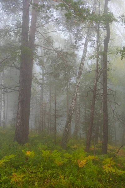 Nebbia Nelle Prime Ore Del Mattino Pineta Nebbia Misteriosa Nella — Foto Stock