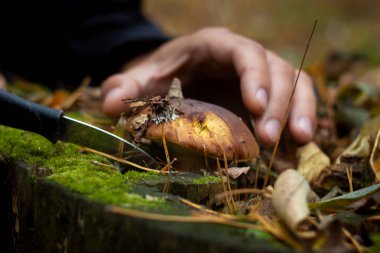 Ormanda mantar arayışı. Mantar toplayıcısı. Bir adam kahverengi bir mantarı bıçakla kesiyor. Bir adamın elleri, bir bıçak, mantarlar..