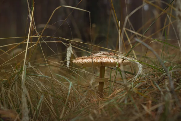 Zehirli mantar. Karanlık bir ormanda yalnız bir mantar