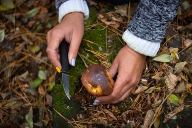 Ormanda mantar arayışı. Mantar toplayıcısı. Bir kadın beyaz bir mantarı bıçakla kesiyor. Bir kadının elleri, mantarlar.