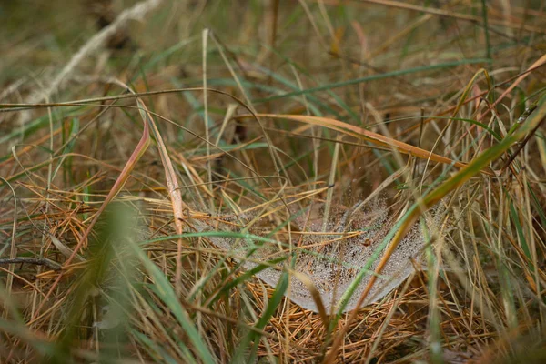 Su damlalı örümcek ağı, basit bileşim