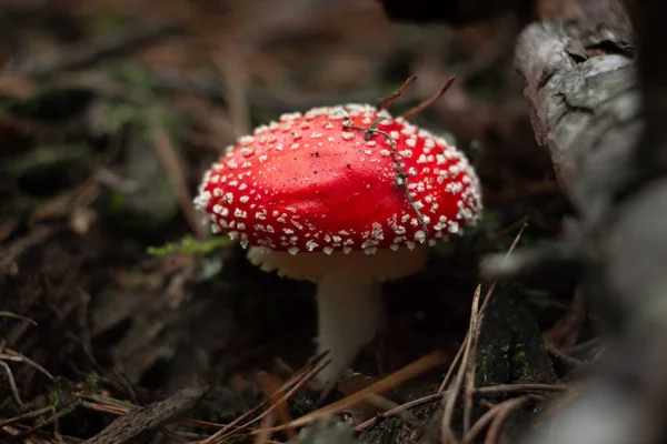 Kırmızı sinek agariği. Çimlerde mantar. Amanita muscaria. Zehirli mantar.. 