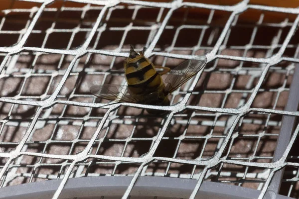 Макрофотография Укуса Пчелы — стоковое фото