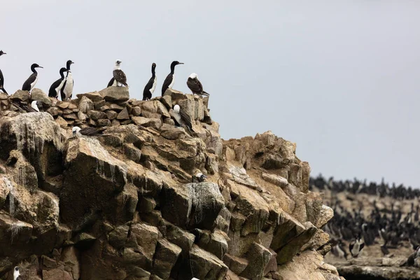 Ballestas 储备满鸟和企鹅生产鸟粪 — 图库照片