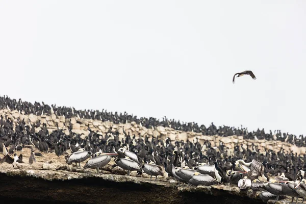 Ballestas Szigeteken Egy Tartalék Madarak Pingvin Guanó Termelő Teljes — Stock Fotó