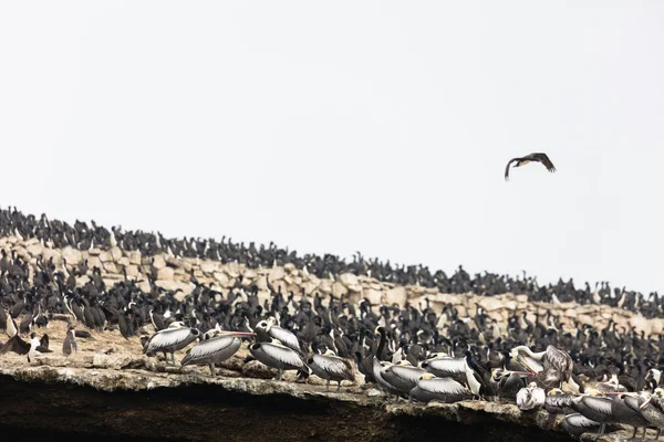 Νησιά Ballestas Ένα Αποθεματικό Γεμάτη Πουλιά Και Πιγκουΐνους Που Παράγουν — Φωτογραφία Αρχείου