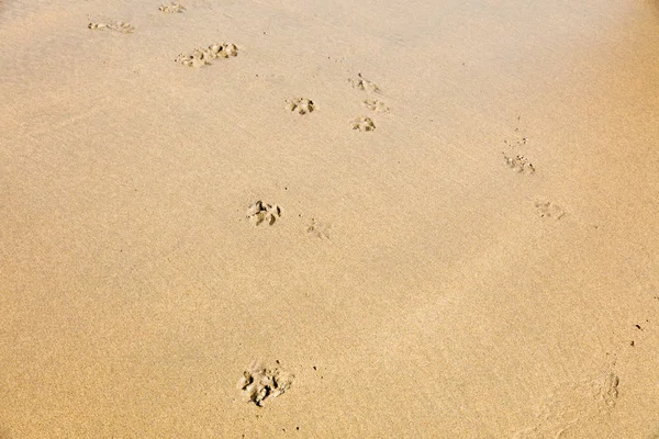 Footprints Sand Atlantic Coast Ireland — Stock Photo, Image