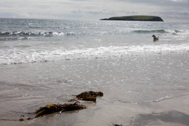 Bir Beach İrlanda oynayan köpek.