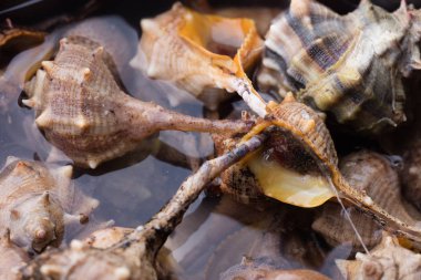 Makro ayrıntılarını deniz salyangoz, yemek hazır