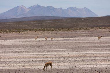 vahşi lama Vigogna Andes, Peru