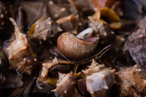 Makro ayrıntılarını deniz salyangoz, yemek hazır
