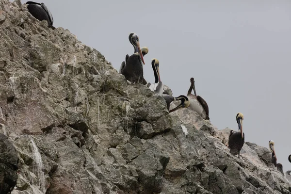 Νησιά Ballestas Ένα Αποθεματικό Γεμάτη Πουλιά Και Πιγκουΐνους Που Παράγουν — Φωτογραφία Αρχείου