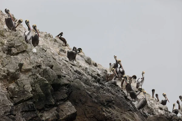 Νησιά Ballestas Ένα Αποθεματικό Γεμάτη Πουλιά Και Πιγκουΐνους Που Παράγουν — Φωτογραφία Αρχείου