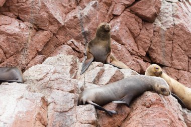 Ballestas Adaları, bir rezerv kuşlar ve penguenler guano üreten dolu