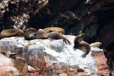 Ballestas Adaları, bir rezerv kuşlar ve penguenler guano üreten dolu