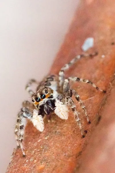 Arlequin Jumping Spider Salticus Scenicus Italiamn Arachnid — стоковое фото