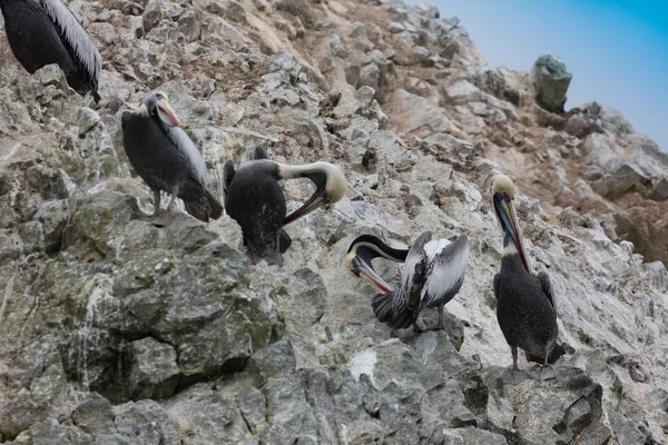 Νησιά Ballestas Ένα Αποθεματικό Γεμάτη Πουλιά Και Πιγκουΐνους Που Παράγουν — Φωτογραφία Αρχείου