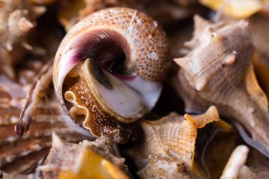 Makro ayrıntılarını deniz salyangoz, yemek hazır