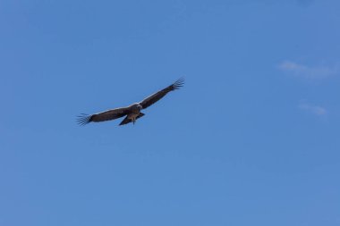 Colca Kanyonu Peru yukarıda uçan akbaba
