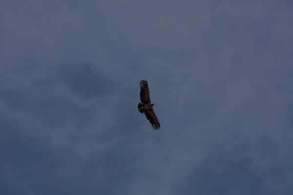 Condor Voando Acima Cânion Colca Peru — Fotografia de Stock