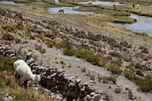 Alpaga Andes Pérou Amérique Sud — Photo