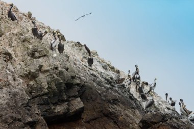 Ballestas Adaları, bir rezerv kuşlar ve penguenler guano üreten dolu