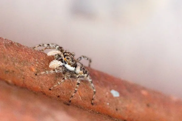 Arlequin Jumping Spider Salticus Scenicus Italiamn Arachnid — стоковое фото