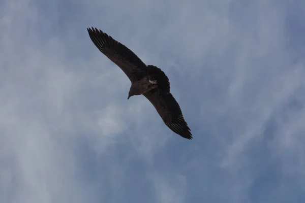 Condor Voando Acima Cânion Colca Peru — Fotografia de Stock