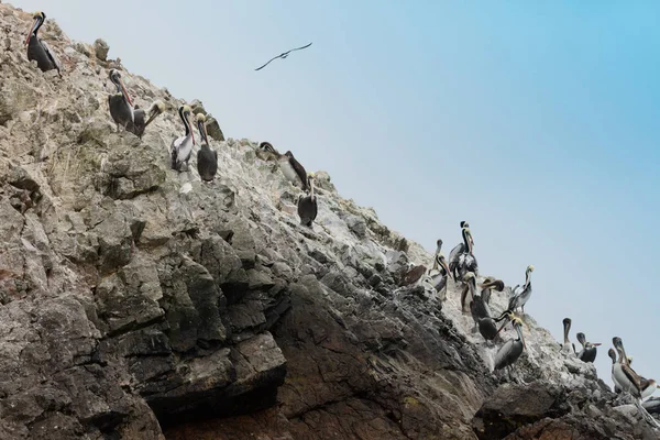 Ballestas Islands Reserve Full Birds Penguins Producing Guano — Stock Photo, Image