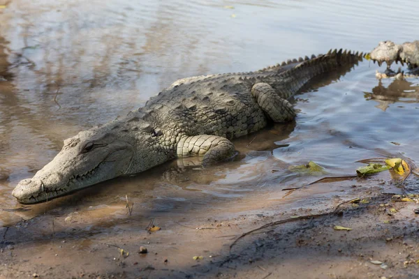 Szent Krokodil Szabó Éva Burkina Faso Afrika — Stock Fotó