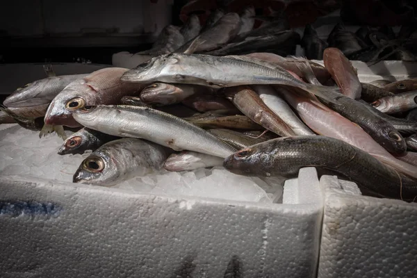 暴露在开放的市场 在那不勒斯的地中海鱼类 — 图库照片