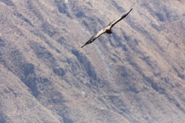 Colca Kanyonu Peru yukarıda uçan akbaba