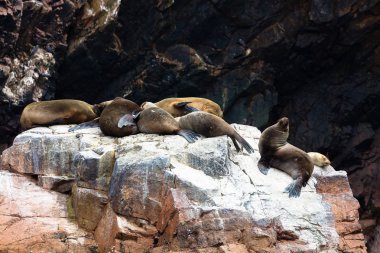 Ballestas Adaları, bir rezerv kuşlar ve penguenler guano üreten dolu
