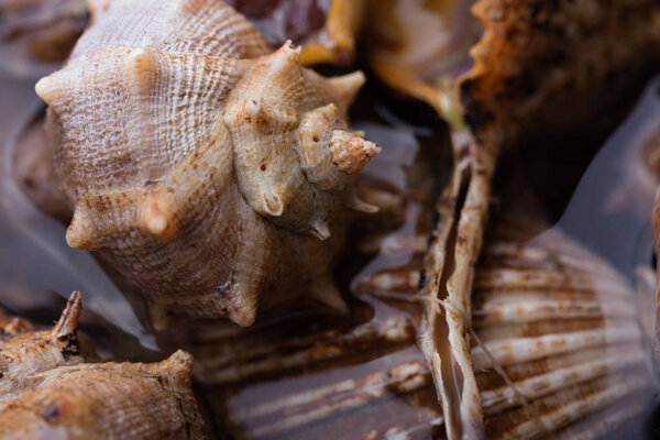 Macro details of sea snails, ready to cook