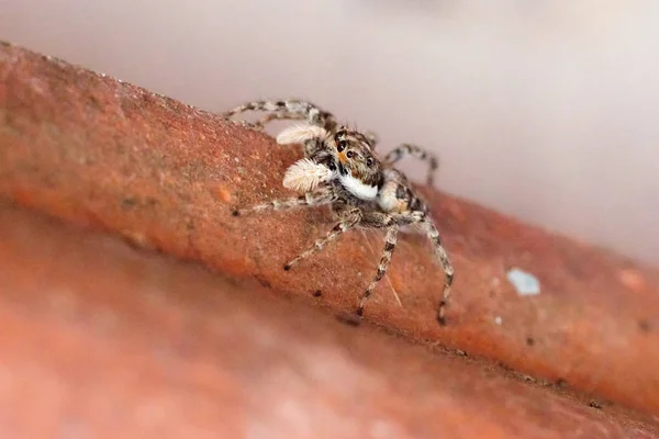 Arlequin Jumping Spider Salticus Scenicus Italiamn Arachnid — стоковое фото