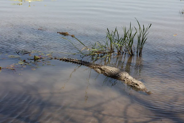 Crocodilo Sagrado Sabou Burkina Faso África — Fotografia de Stock